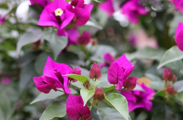 女生四字昵称大全