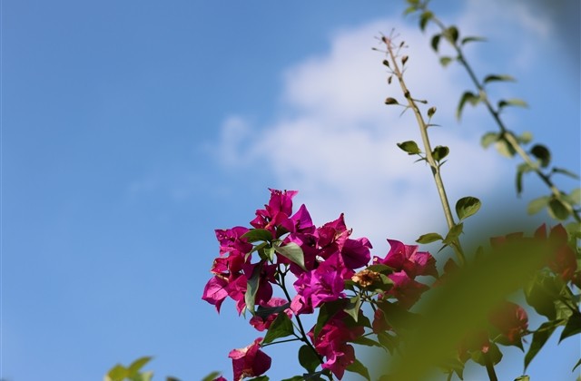 情侣昵称简单干净甜甜的