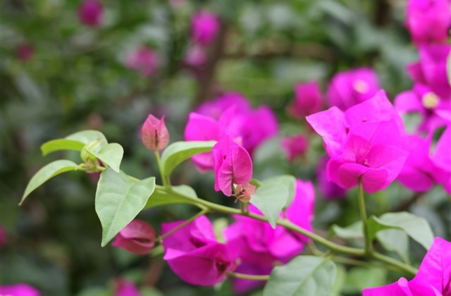 带奶凶很萌很可爱的游戏名字(精选298个) 带奶凶很萌很可爱的游戏名字(精选298个)