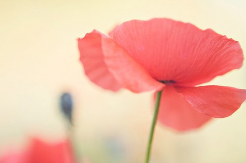 中秋思念家人的诗句30句