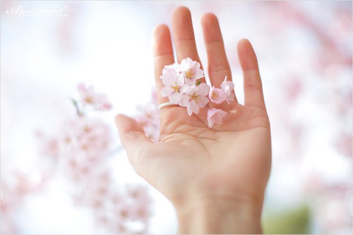 泰戈尔名言名句82句