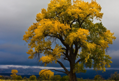 ​有关黄河的诗句