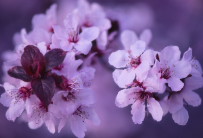 ​有关于春天的诗句