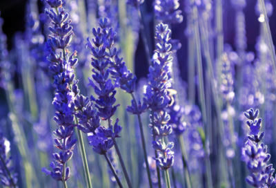 ​浣溪沙细雨斜风作晓寒诗词赏析(细雨斜风作晓寒全诗翻译)