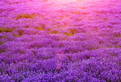 ​适合取名字的古诗词经典名句（楚辞唯美千古绝句）