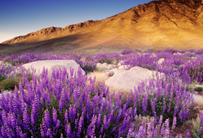 ​鼓励学生努力上进的诗句（激励人上进的古诗词）