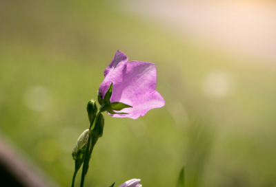 ​关于长江的诗句