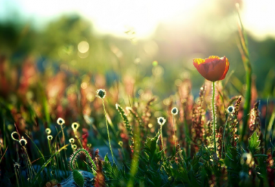 ​描写夏天的诗句