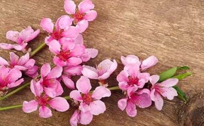 ​张旭《桃花溪》古诗原文拼音及赏析