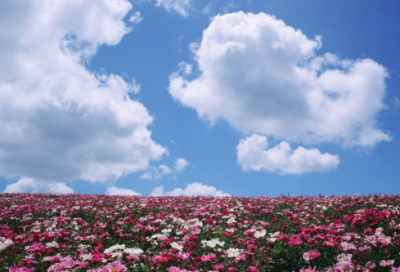 ​武则天的诗词作品（武则天最著名的诗分享）