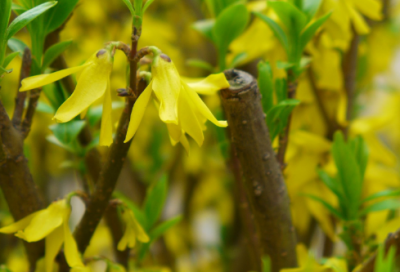 ​形容淡然的诗句（描写心境淡然的古诗词）