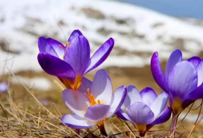 ​溪居即事古诗的意思（溪居即事古诗的意思翻译）