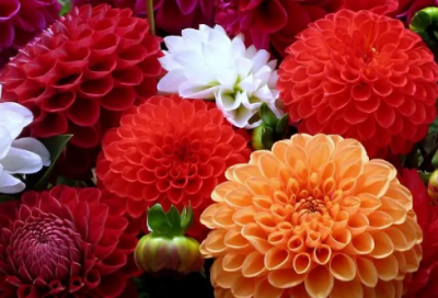 ​红豆古诗王维翻译（红豆古诗解释意思）