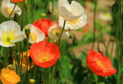 ​滁州西涧古诗意思解释（滁州西涧古诗翻译）