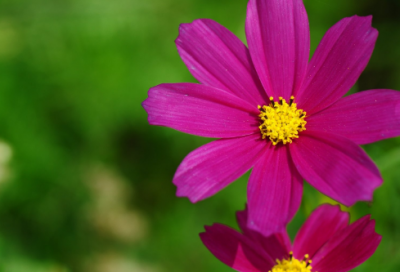 ​登乐游原李商隐古诗（登乐游原古诗及意思解释）