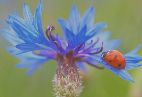 1688665783529807.png image.png