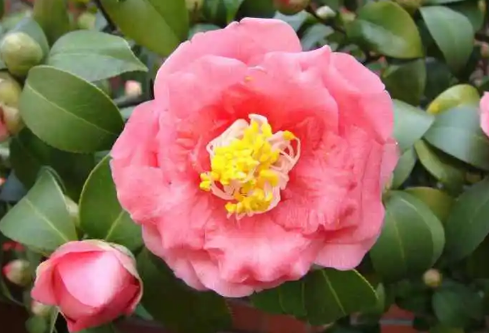 1688674446950572.png image.png