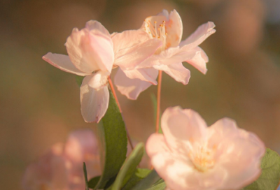 ​小雪节气的诗（关于小雪的古诗十首）