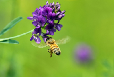 ​汉乐府江南古诗（江南古诗的意思翻译）