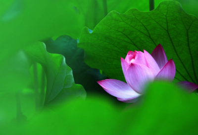 ​襄邑道中全文翻译（襄邑道中古诗全文赏析）