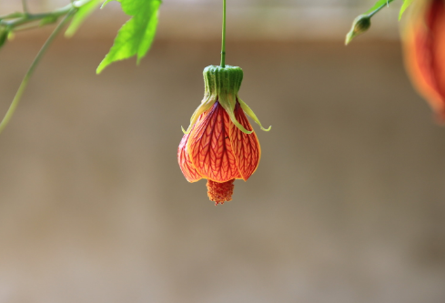 1688689603259739.png image.png