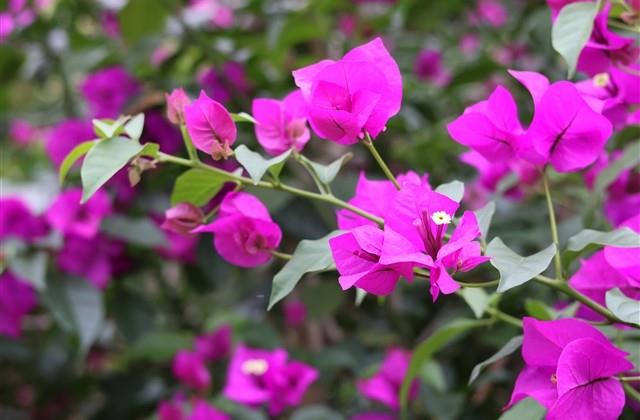 伤感女生长网名(203个) 伤感女生长网名(203个)