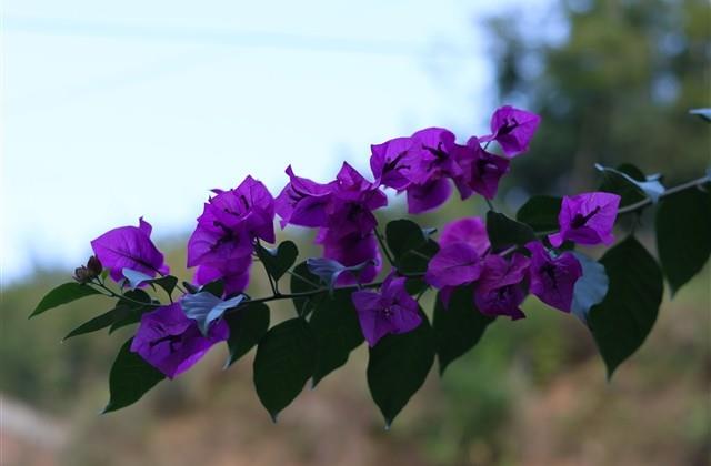 森系小清新店铺名字(67个) 森系小清新店铺名字(67个)