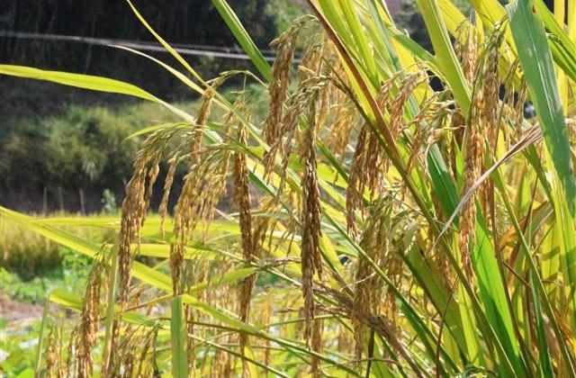 游戏里的网名大全(精选76个) 游戏里的网名大全(精选76个)