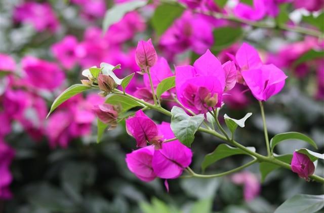 干净好听的昵称五个字女生