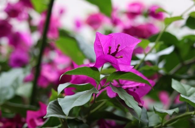 旺自己的微信名字