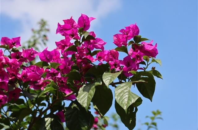 雪鹰领主名字大全(优选487个)