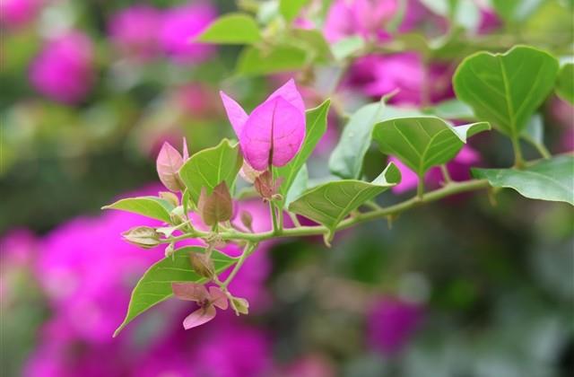 情侣甜蜜的备注网名一男一女(优选199个)