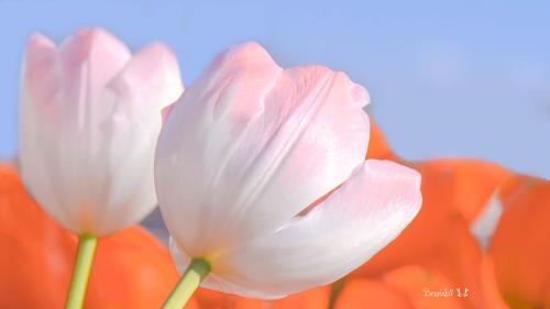 关于书的名言名句大全及作者