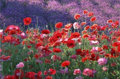 ​关于谷雨祝福语短句 谷雨时节祝福语经典(精选54句)