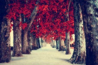 ​花的优美句子69条