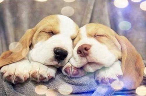 2025年精选浪漫表白句子集锦49条