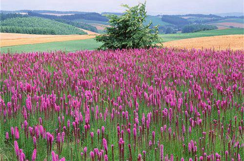 感谢相遇友情的唯美句子