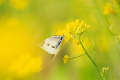 ​中国名人名言英语