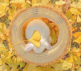 ​爱国类名言警句81句