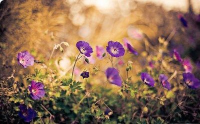 ​关于学习的英语名言(54句)