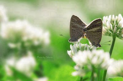 ​老牛追兔子歇后语26句