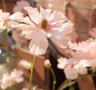 ​猪鼻子歇后语31句