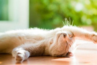 ​蛇吃鳗鱼的歇后语33句