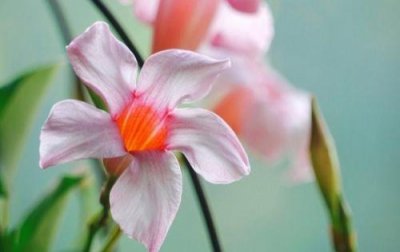 ​老马识途造句和意思