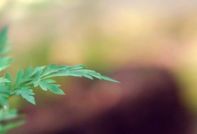 ​描写关于三月的诗句