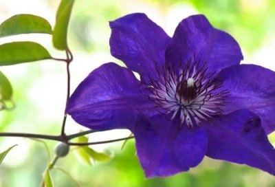 ​餐厅服务员辞职报告