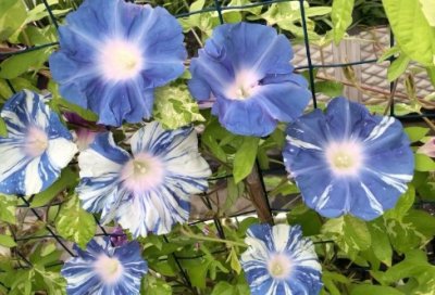 ​大学生酒店管理实习报告