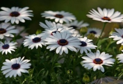 ​思想作风自查报告