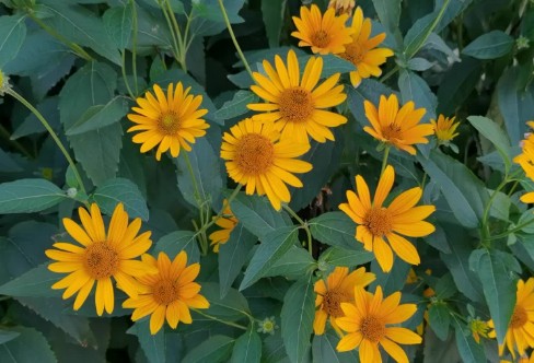 1710928334696082.png image.png