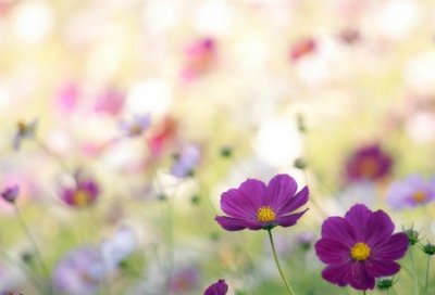 ​小学语文教师听课报告